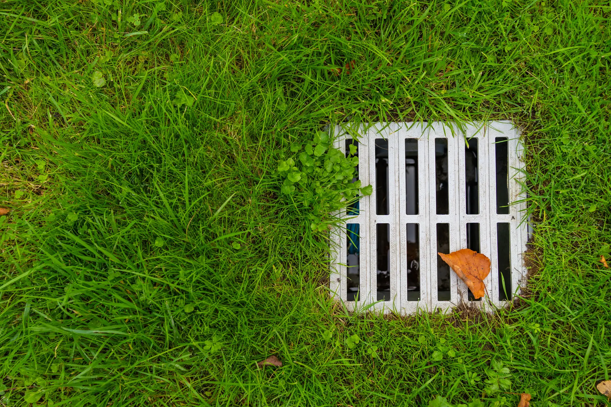 A metal grate drain surrounded by green grass and a small orange leaf.