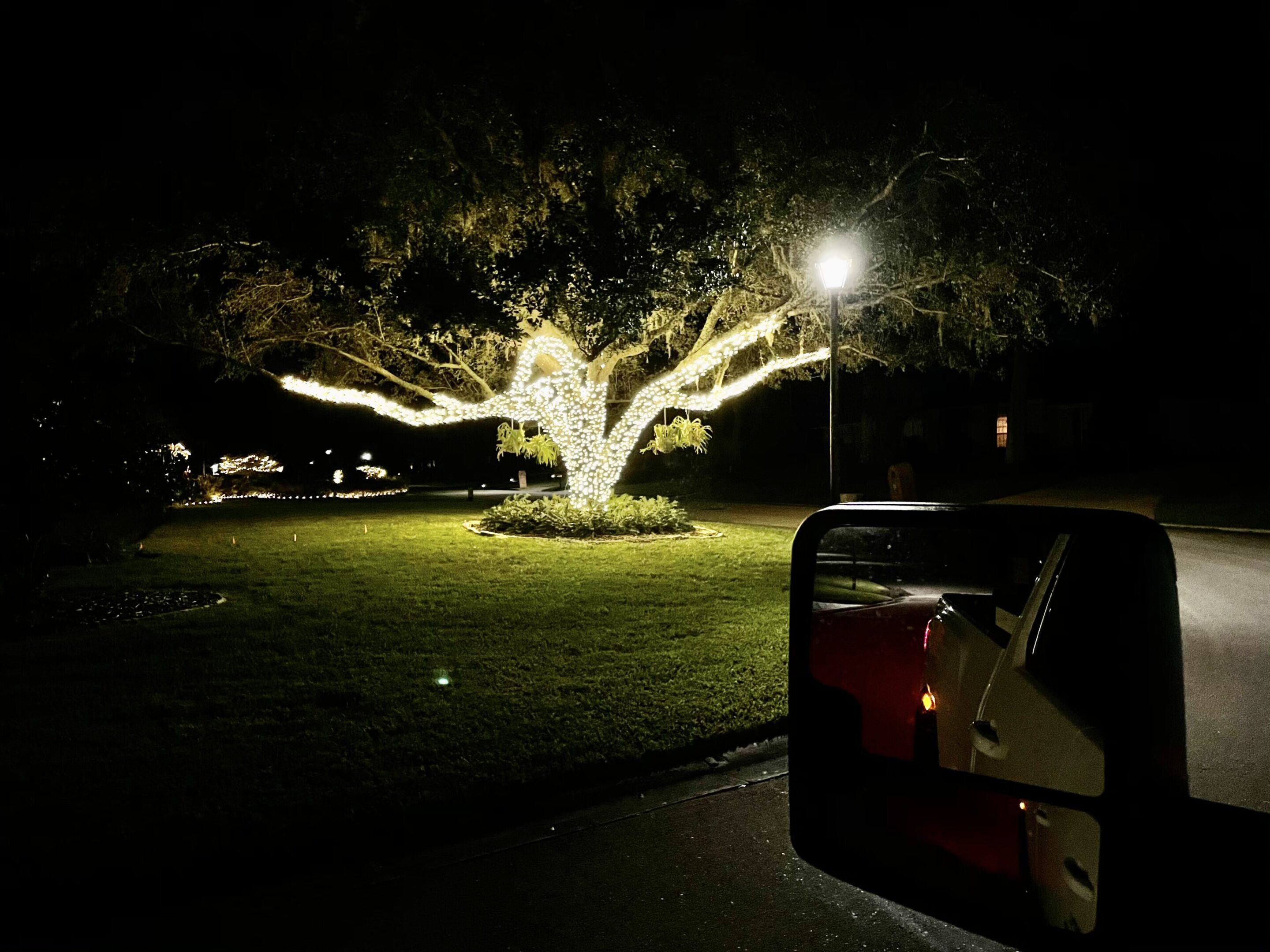 A large tree illuminated by a bright light at night.