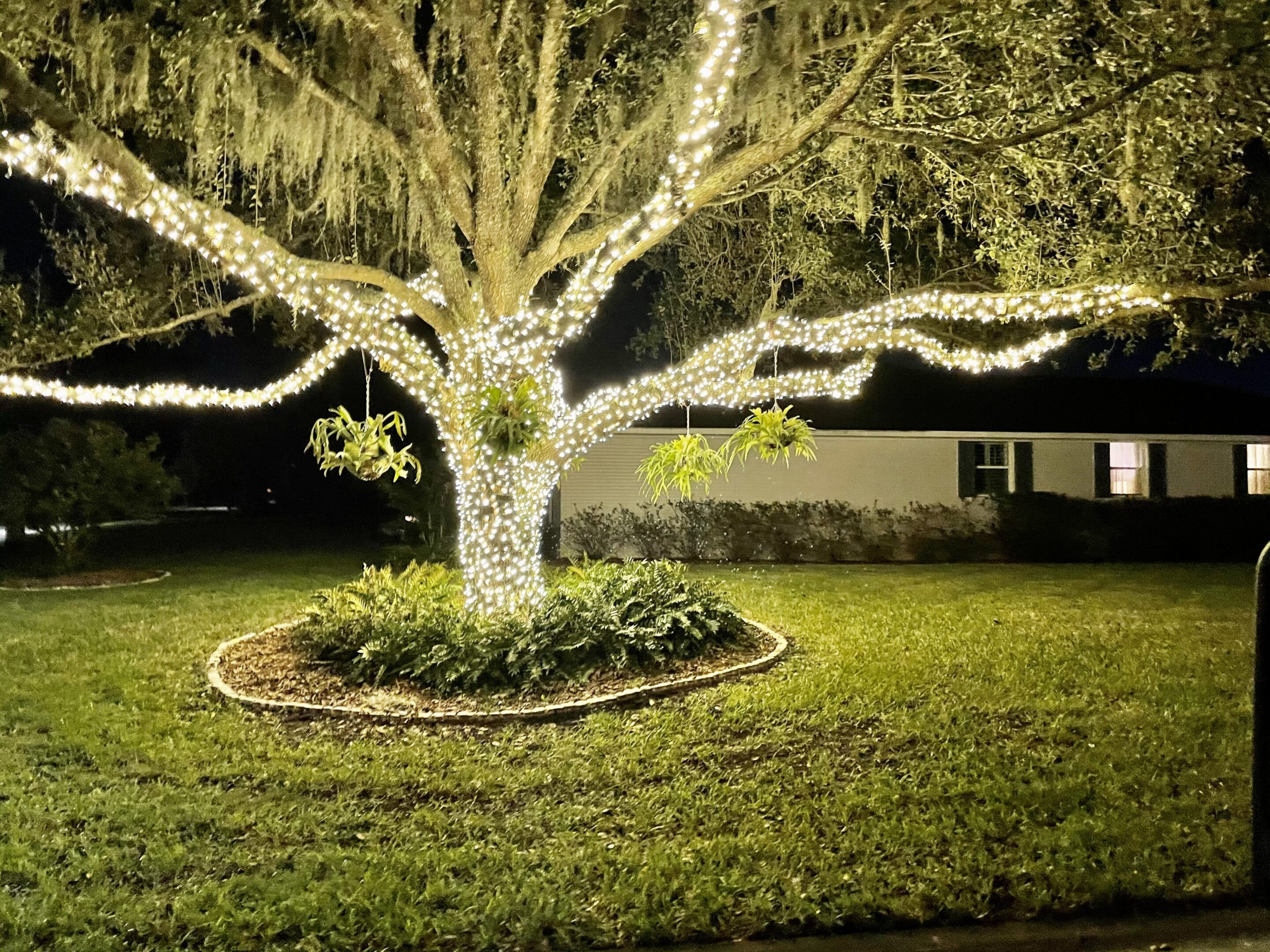 Tree wrapped in bright white string lights at night.
