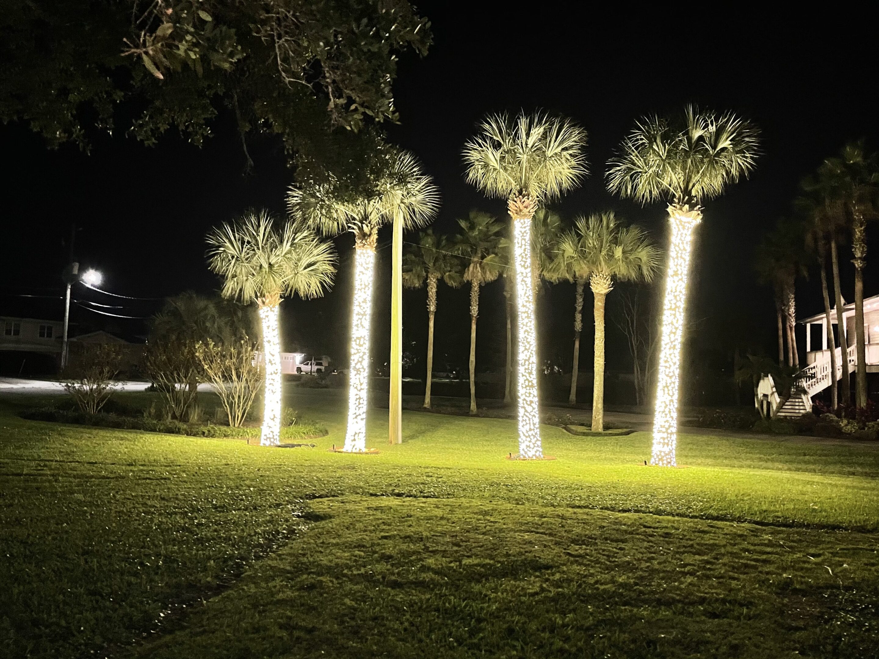 Tall palm trees illuminated against the night sky in a grassy area.