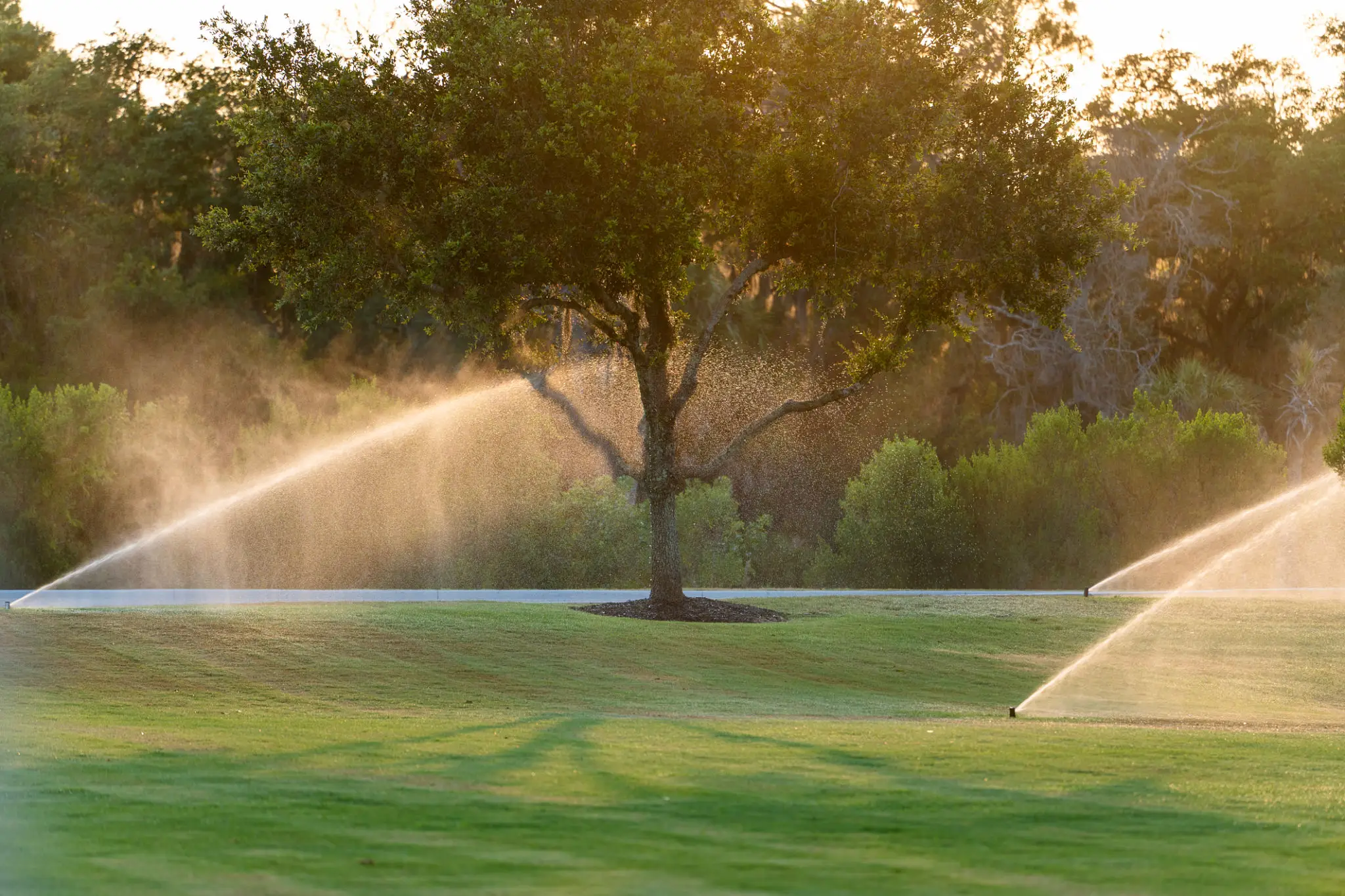 Sunlight filters through a tree on a green golf course with sprinklers watering the grass.